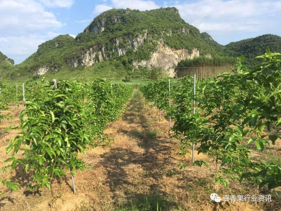 百香果篱笆式种植的优缺点,多图分享!