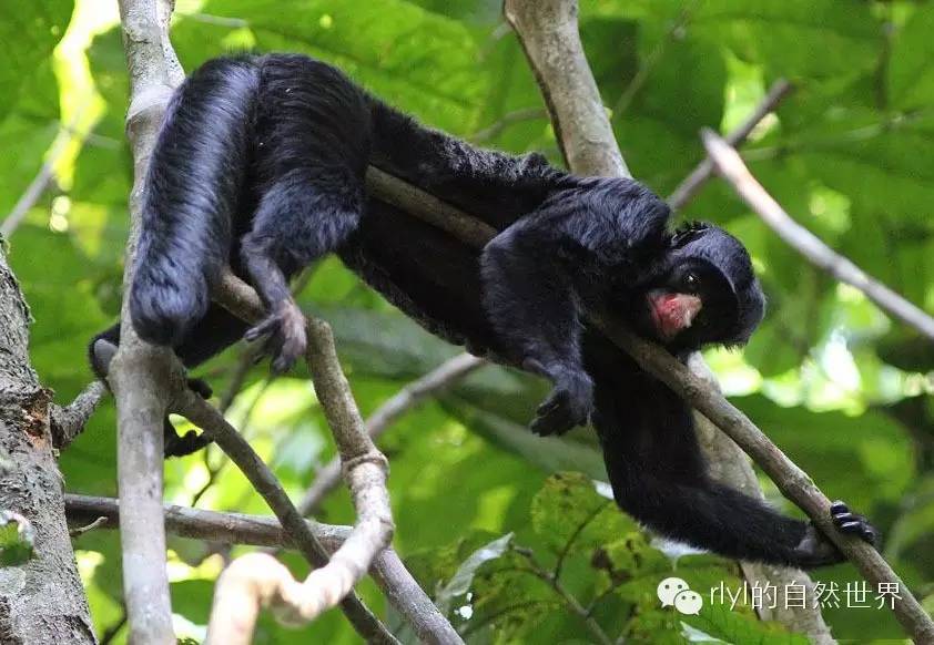 primates 科:僧面猴科 pitheciidae 属:丛尾猴属 chiropotes 种:白鼻