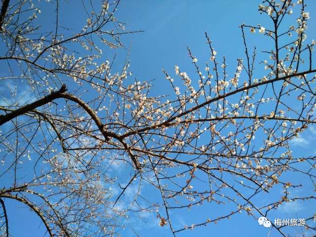 市花正飘香带你感受梅花独特的魅力