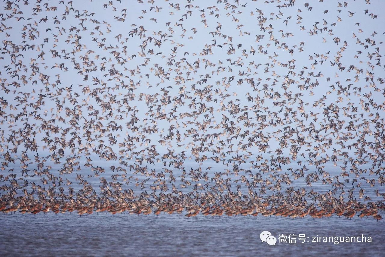 砺鹬 摄影:张明自从观鸟以来,就听到无数观鸟人,拍鸟人说:鸻鹬类识别