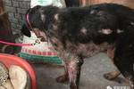 家门口坐着一只得严重皮肤病的杜宾犬,带回治疗三个月