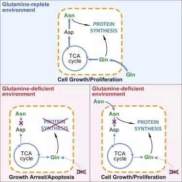 cell metab:细胞缺乏谷氨酰胺无法存活怎么办?天冬酰胺解决难题