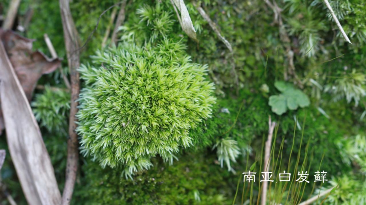 苔藓到底怎么养