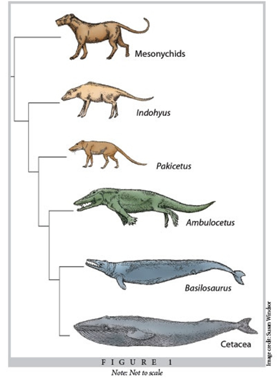 因为它可以证明现代鲸鱼原先是由陆生哺乳类动物演化而来