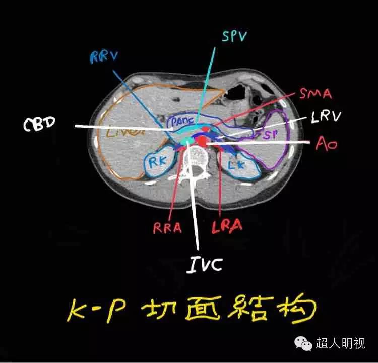 k-p 切面是腹部超声的解剖基础