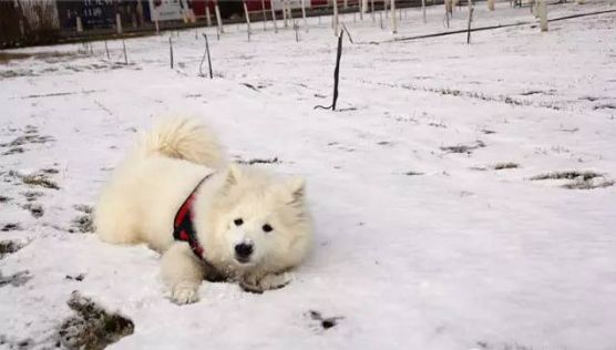 萨摩耶在雪地玩耍,自信一跃,不料接下来的一面却大丢雪橇犬的脸面!