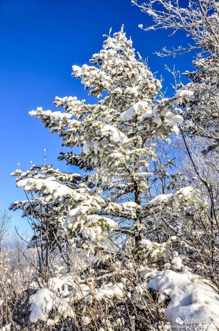 兴安红松傲雪凌风