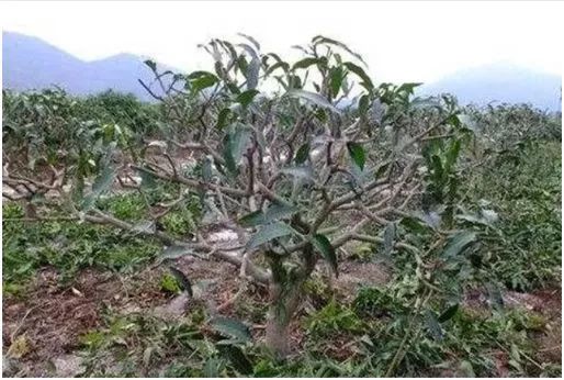 做好防寒措施有必要!芒果树安全越冬有了新技术