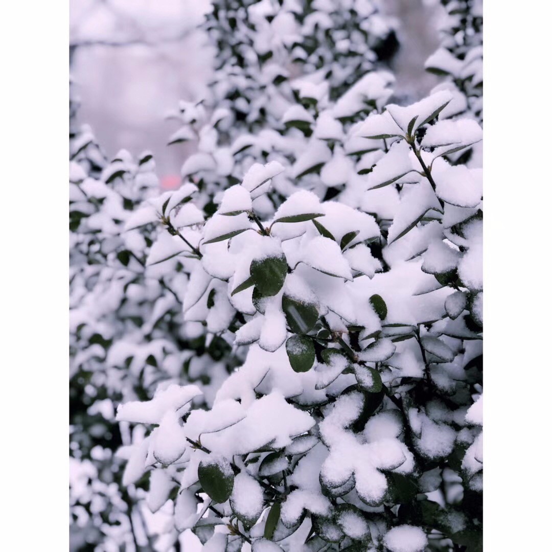 不期而遇的雪花似梨花飞絮洋洋洒洒地下了一夜