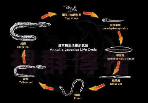 6个鳗鱼冷知识濒临灭绝是因为太污