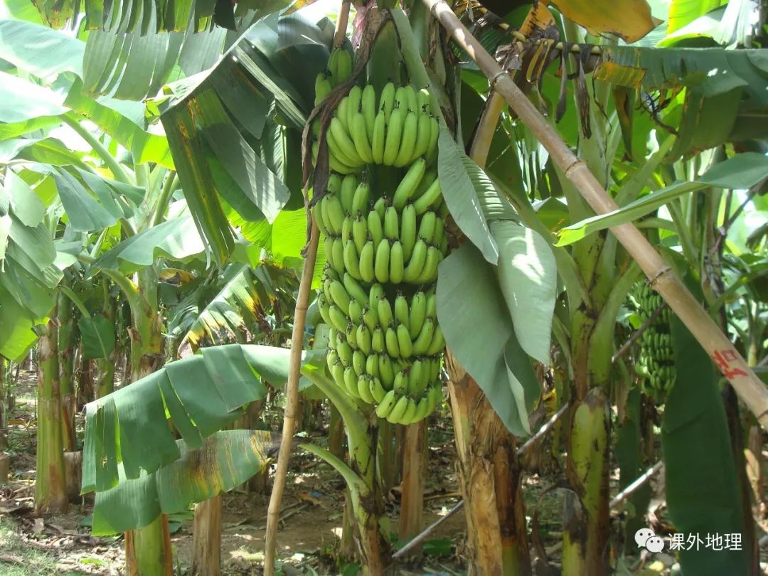 高密度种植香蕉 每英亩1,000棵 - 农牧世界