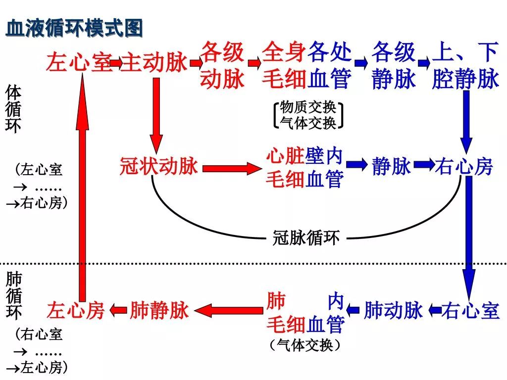 心脏自成的供血系统,是冠状动脉循环.