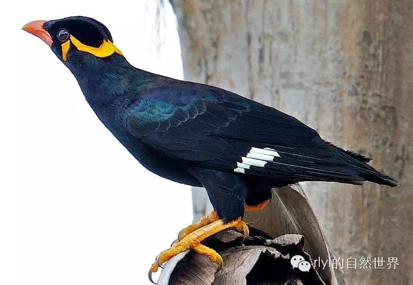 【rlyl物种说】今日-鹩哥(common hill myna)