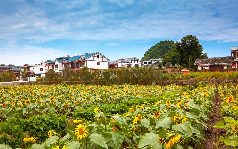 贵州遵义市播州区枫香镇花茂村大力发展乡村旅游