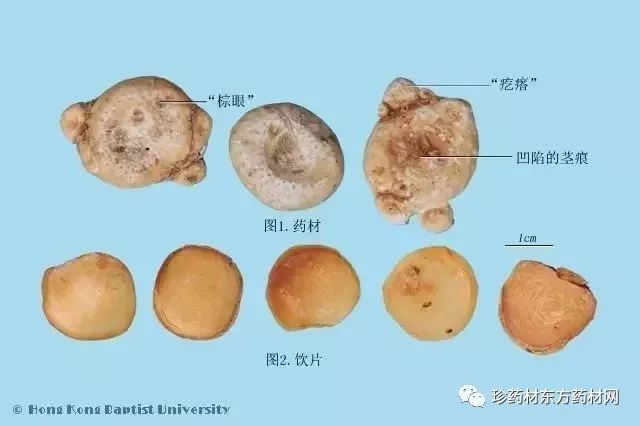 知识每天学一味中药天南星