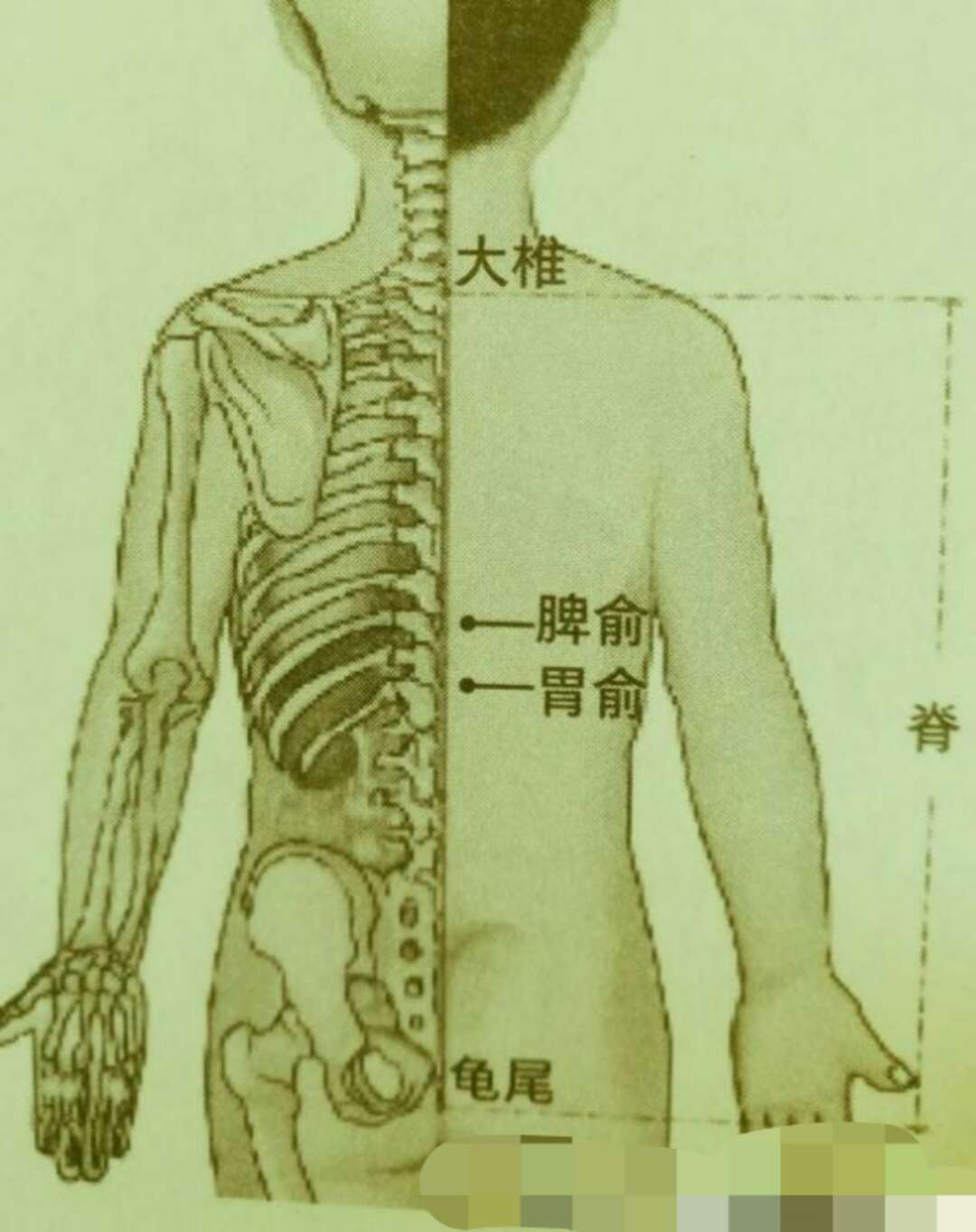 增食欲,促消化,健脾胃,每天给宝宝按1次就够了!