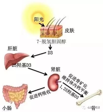 黄疸和晒太阳的原理是什么_新生儿黄疸晒太阳图(3)