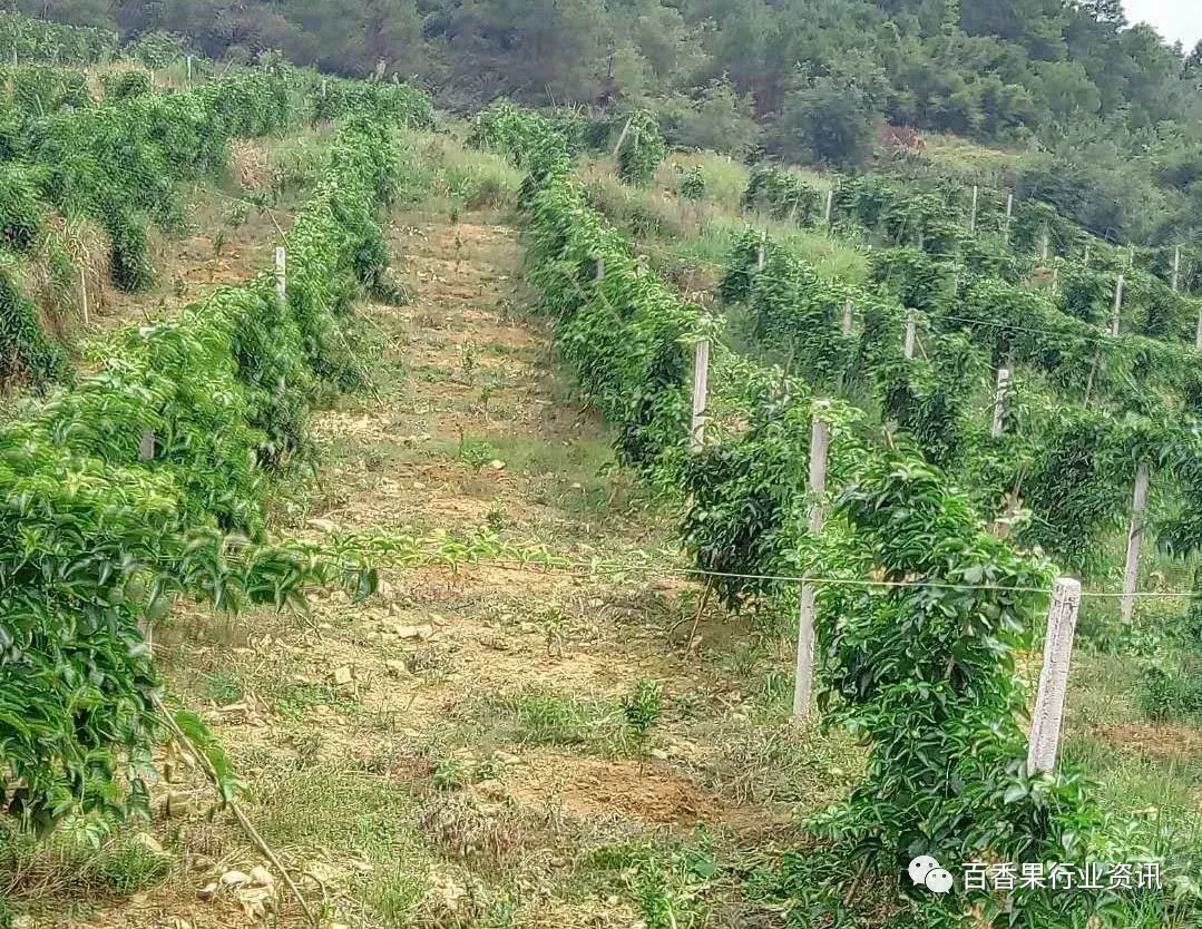 百香果篱笆式种植的优缺点,多图分享!