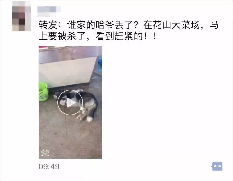 一条被绑架的哈士奇刷屏今天朋友圈宁可食无肉,不可食狗肉一提到吃