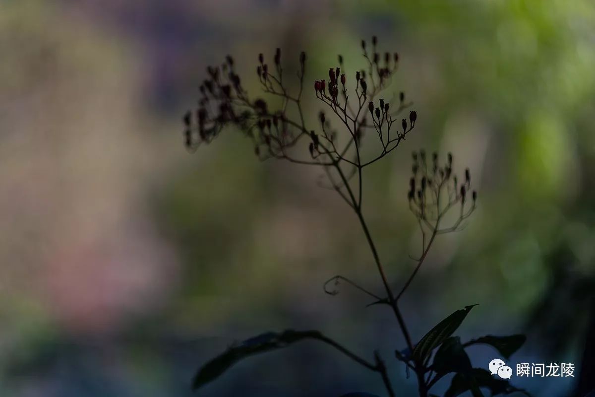 成语什么步芳草_成语故事图片