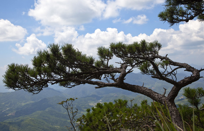 黄山有迎客松,咱厝戴云山有黄山松群落!