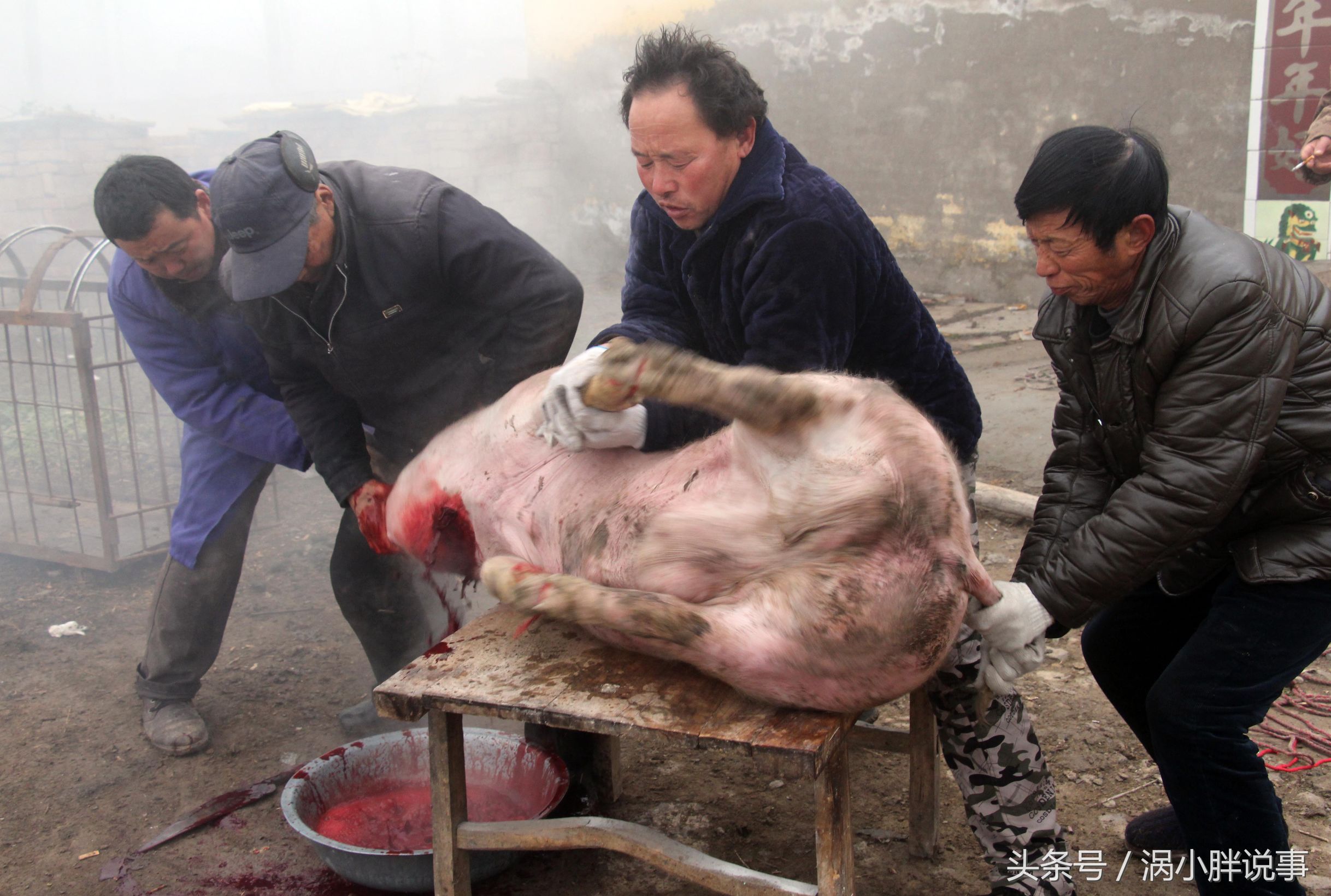 安徽农村杀猪过年,七旬老人40年免费为乡邻杀"过年猪"百余头