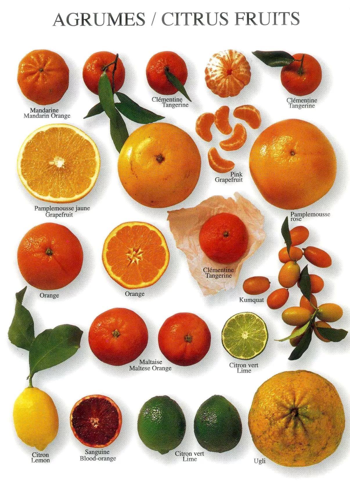 特色果树：软枣猕猴桃，营养价值极高 被称为超级水果 第三代水果之王