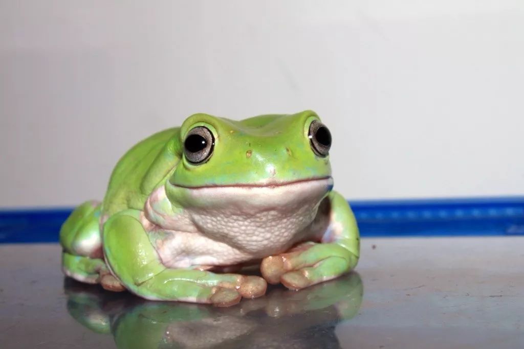 青蛙为什么跳得比树高成语_跳得远又简单青蛙折纸(3)