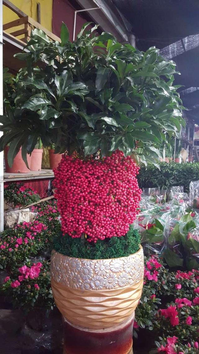 今年的年花,家乐园花卉市场提前了一个月就开始筹备给您精心挑选出了