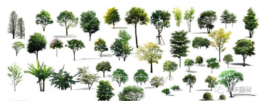 园林设计需要用到的景观树知识大全