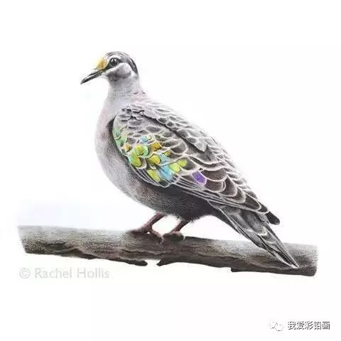 注意,彩铅画的鸟儿已活