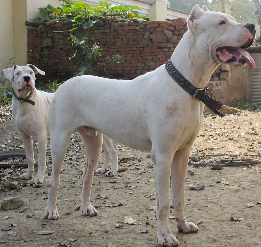 白色阿根廷杜高犬-欧莱凯设计网