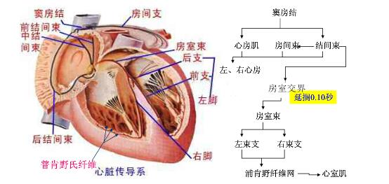 2018年天津教师招聘考试:心脏的生理特性