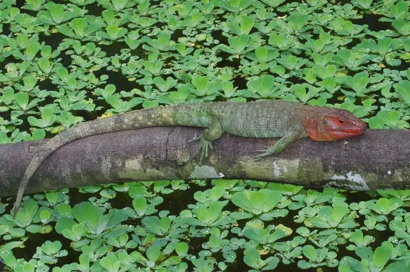 这种身披鳄鱼皮的霸气蜥蜴可不好养…… | 达尔文计划