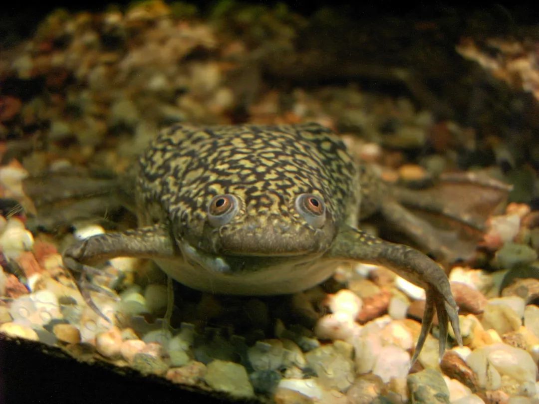 科技 正文  光滑爪蟾(xenopus laevis) 对眼儿的光滑爪蟾,拍摄者:ben