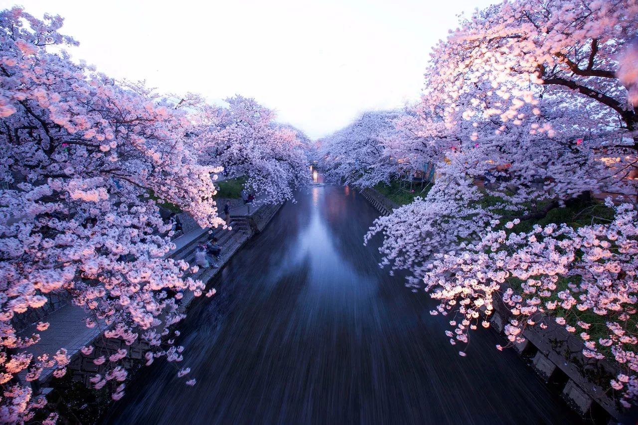 18年二月 日本伊豆半岛 富士山樱花行摄之旅