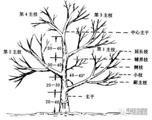 侧枝起着支撑枝组和叶片,花果的作用,形成树冠绿叶层的骨架枝; 5)小枝