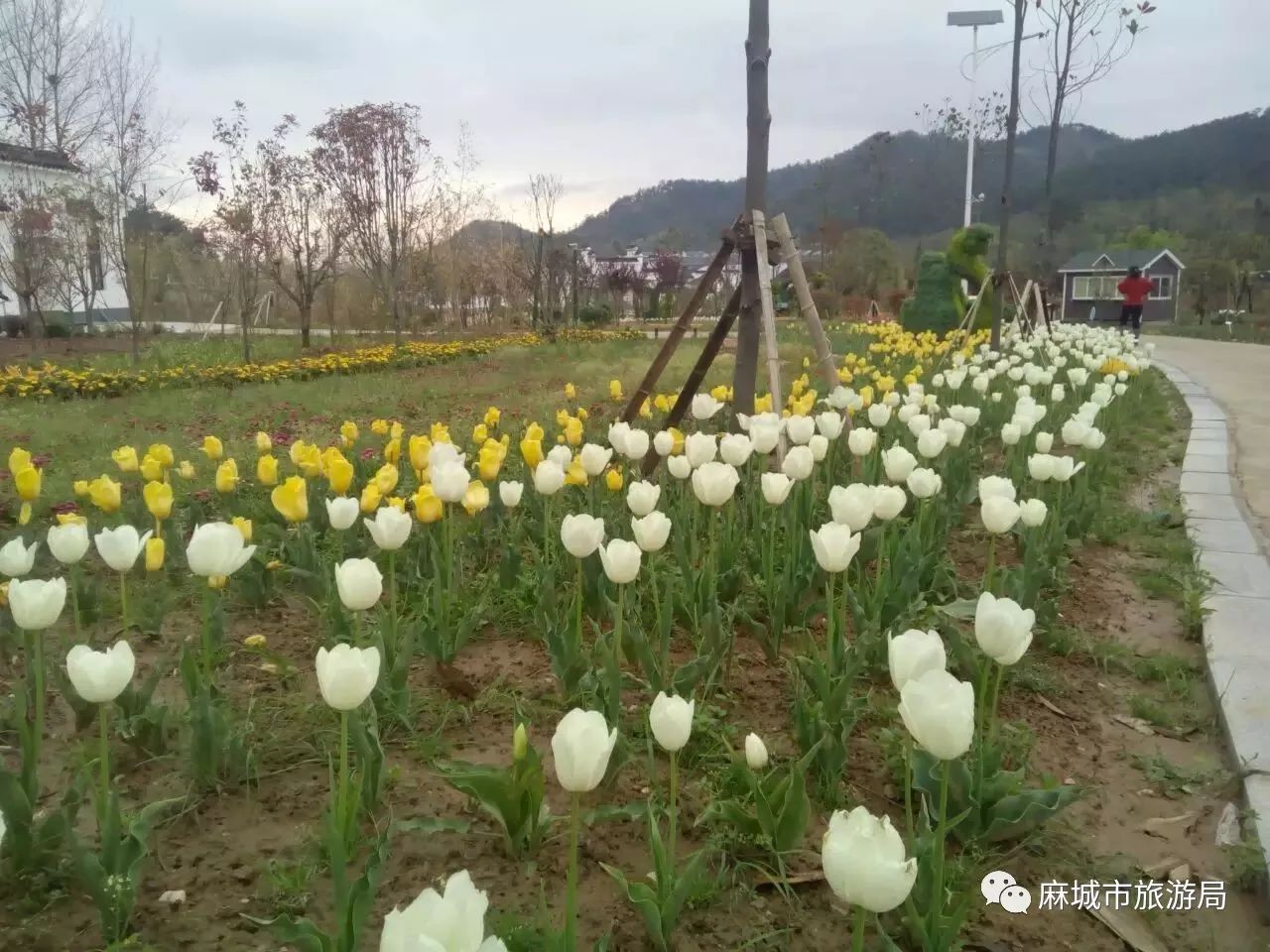 位于麻城市黄土岗镇的菊香人家景区内现在已见不到半点残菊的影子,但