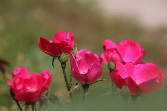 花语学园:各种花语大全带图片