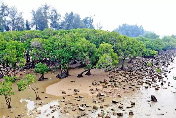 都未发现成片枯死的红树 西乡西海堤海岸线沿途红树林生长茂盛