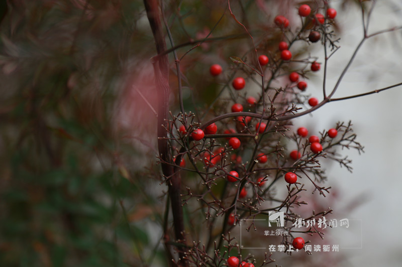 热点龙游余绍宋故居纪念馆对外开放啦寒柯遗韵画展带你穿越时空