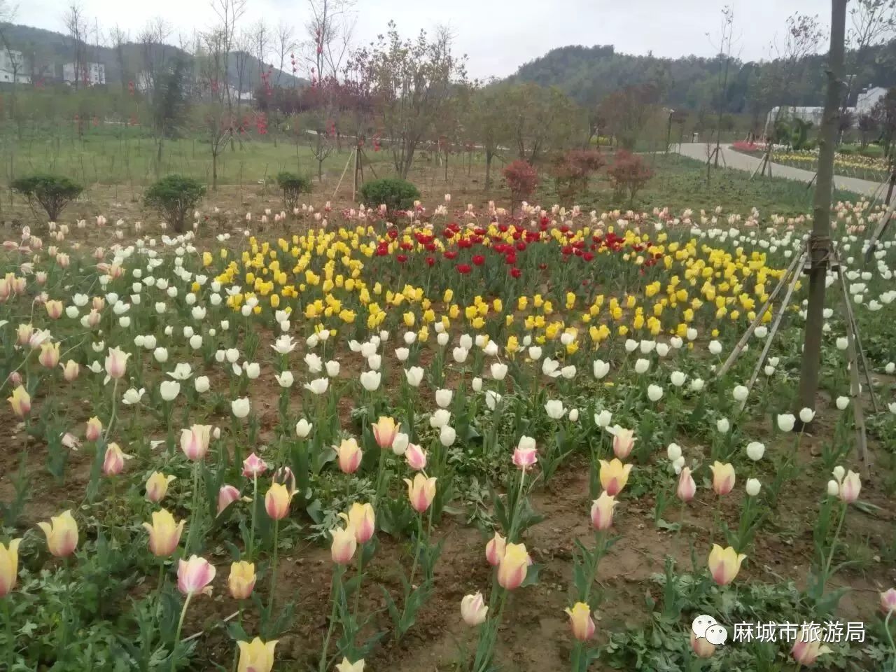 位于麻城市黄土岗镇的菊香人家景区内现在已见不到半点残菊的影子,但