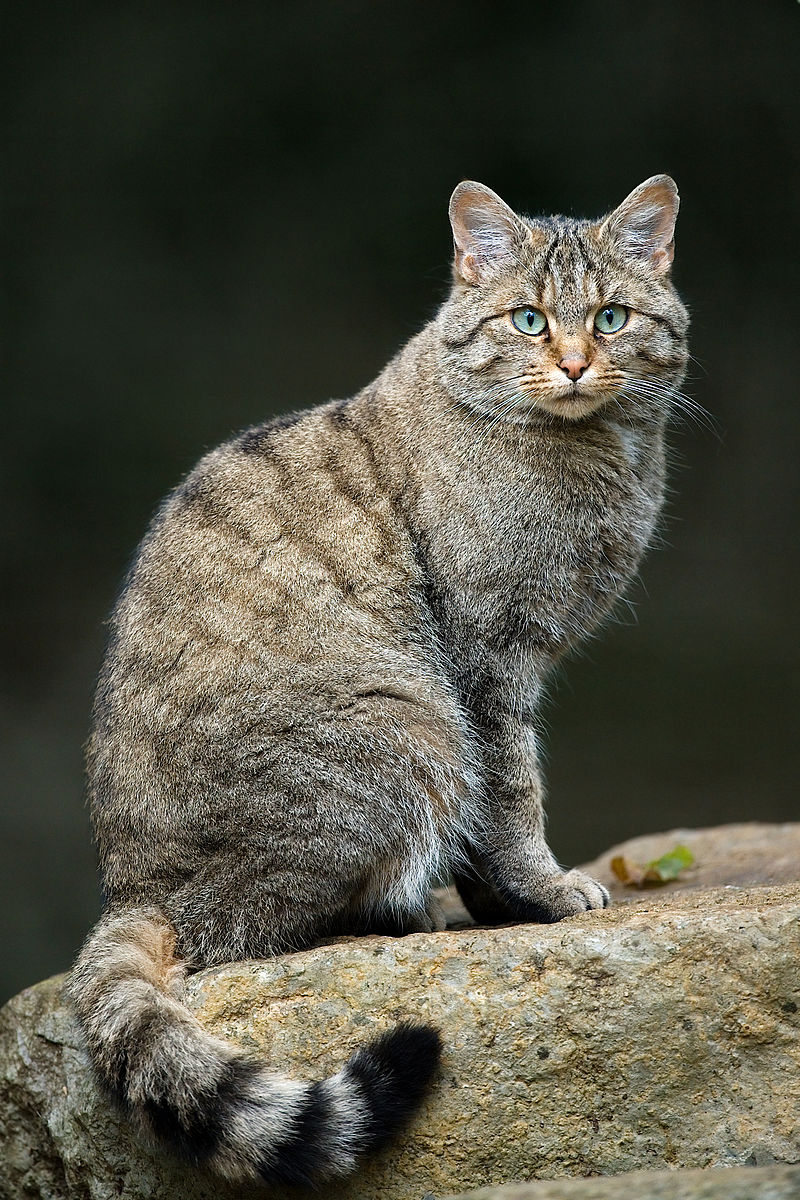 濒危 兔狲属 兔狲otocolobus manul ——  近危 猫属 中国山猫