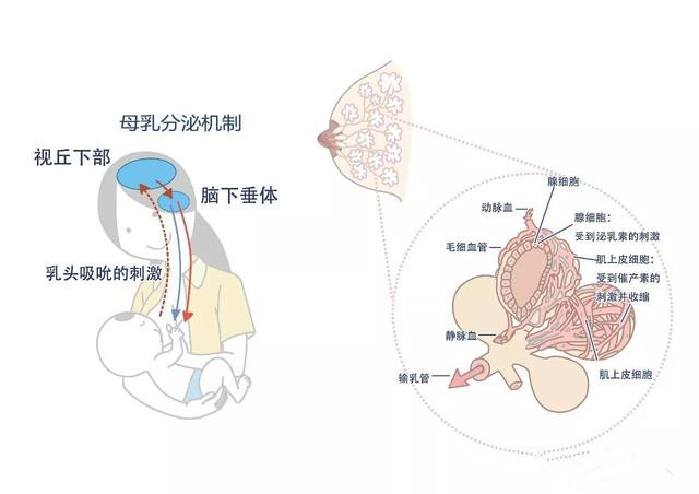 泌乳激素及催产素(由脑下垂体分泌),它们通过血液循环来到乳房,作用在