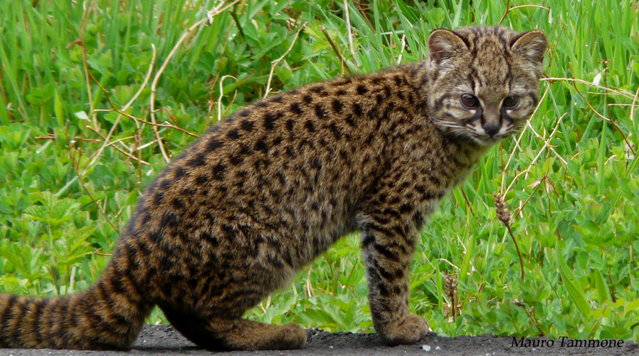 乔氏猫leopardus geoffroyi—近危乔弗里猫诶猞猁属加拿大猞猁lynx