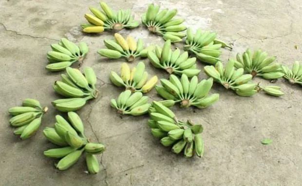 香蕉品种—桂大蕉1号香蕉品种特点和种植特点
