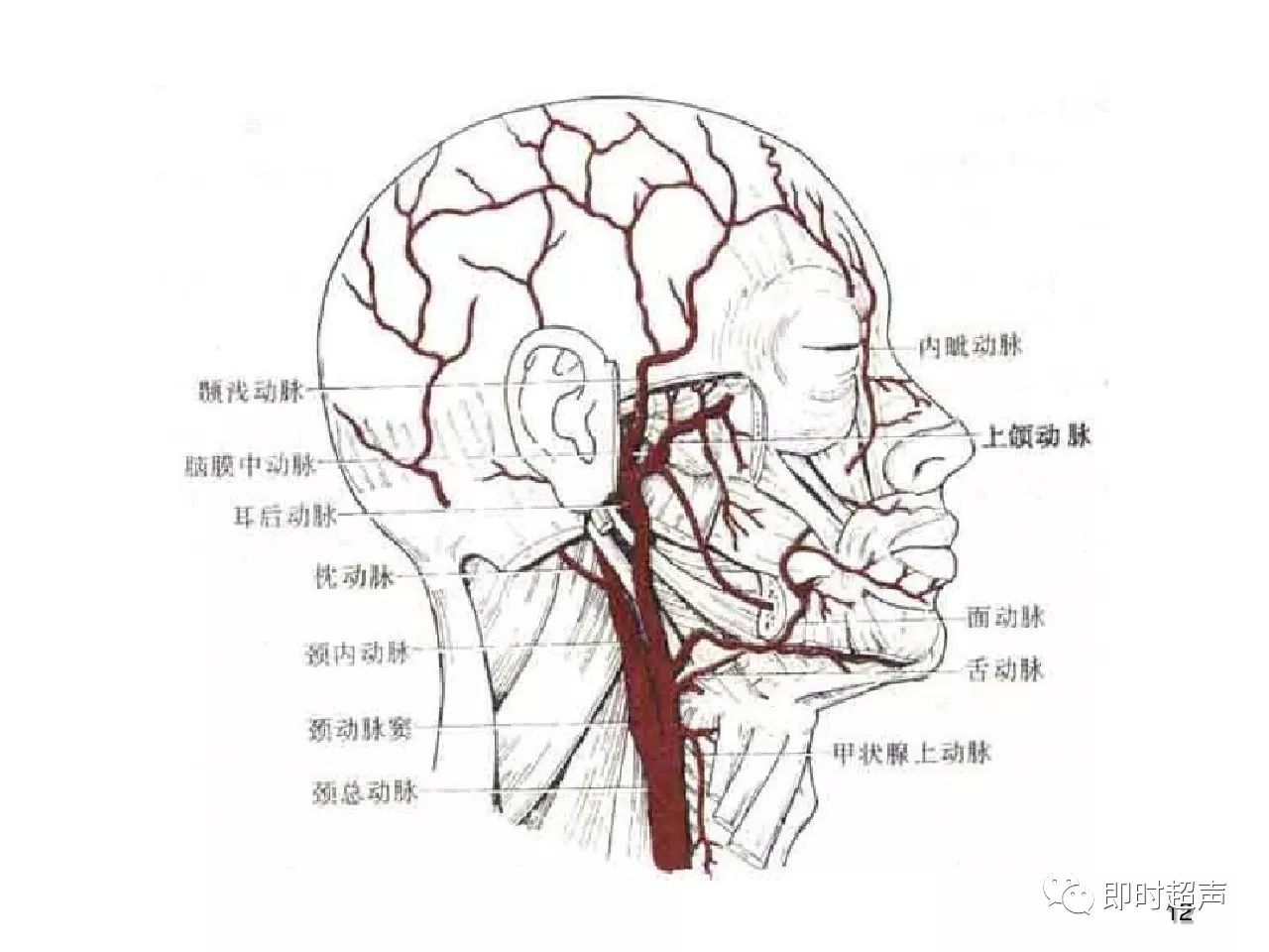 颈部血管超声正常解剖及常见病的超声诊断标准