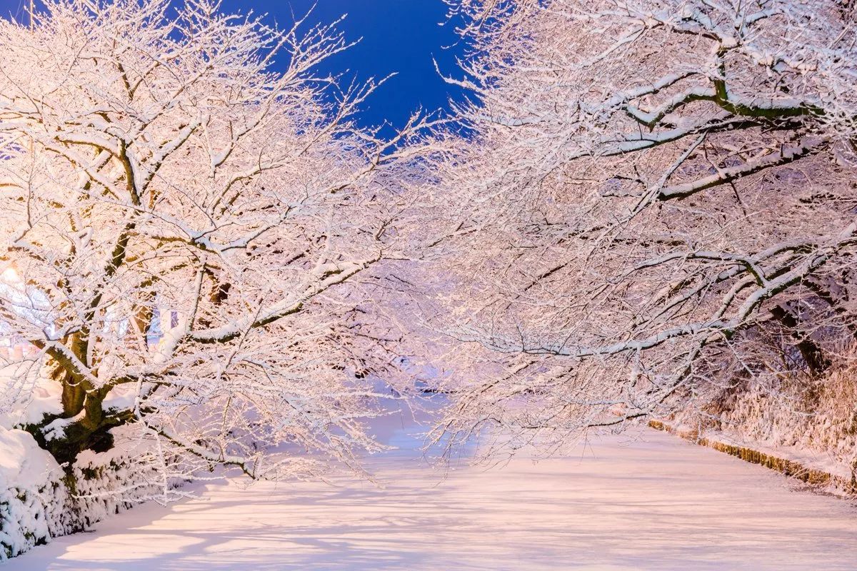 趁着东京大雪,观行君来带你看看日本的美丽雪景