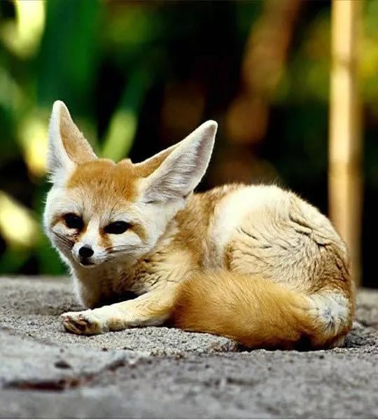 称1月19日,他在企业周边散步时发现一只疑似狐狸的野生动物,趴在草滩