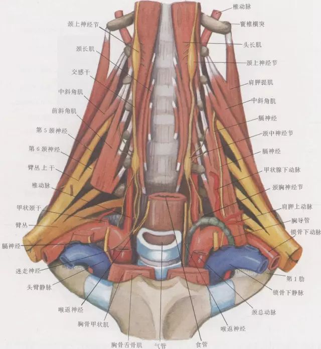 侧块上面有椭圆形关节凹,与枕骨髁构成寰枕关节,支撑颅骨;第2颈椎"
